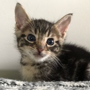 Meet your Posher, Renee